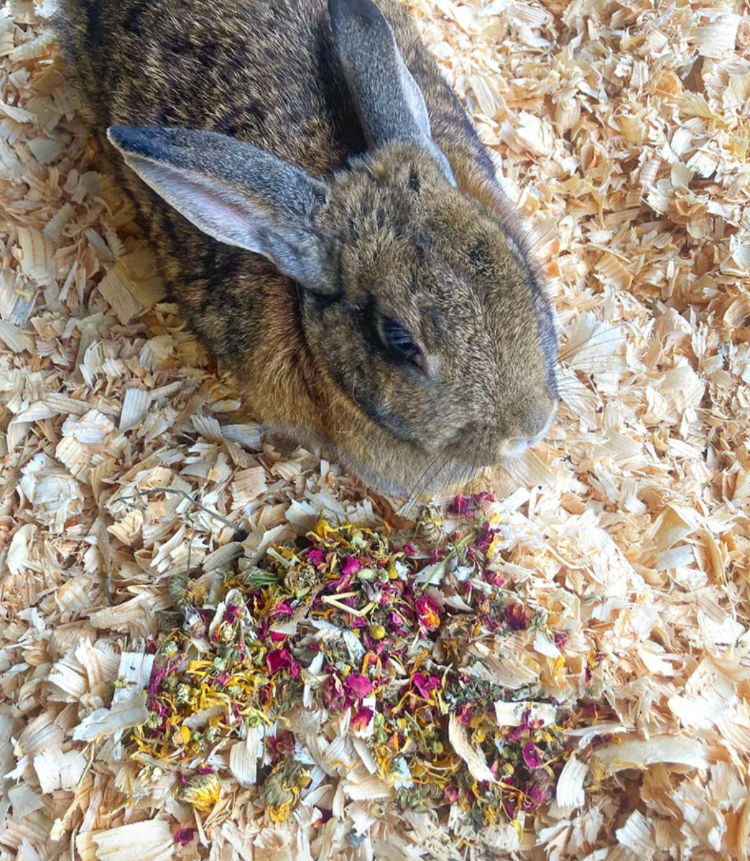 Bun's Rescue Rabbit Bakery Forage Herbs For Rabbits, Guinea Pigs, Hamsters, Chinchillas, & Other Small Animals from Dahlia Pets