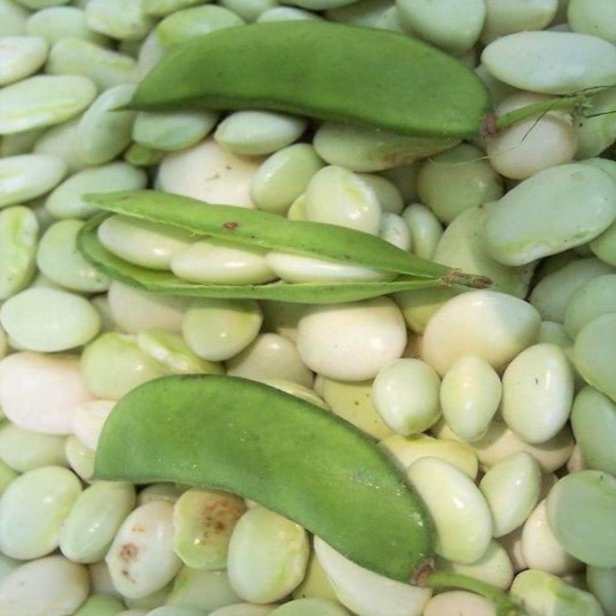 Fordhook 242 Heirloom Lima Bean Seeds by Papaws Garden Supply
