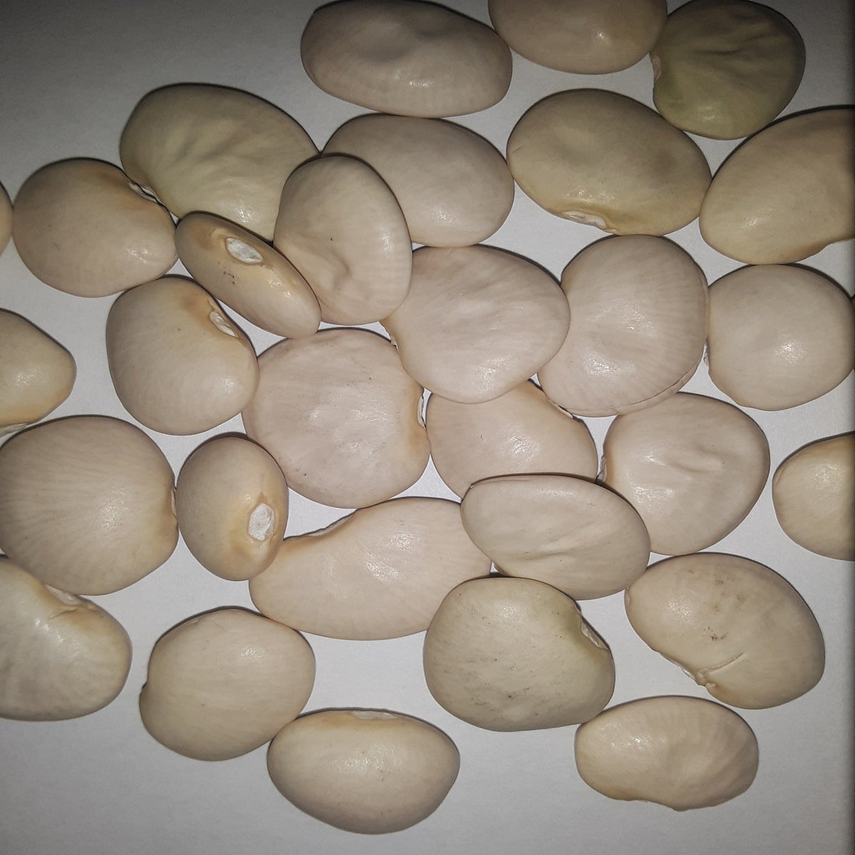 Fordhook 242 Heirloom Lima Bean Seeds, image 2 of 6