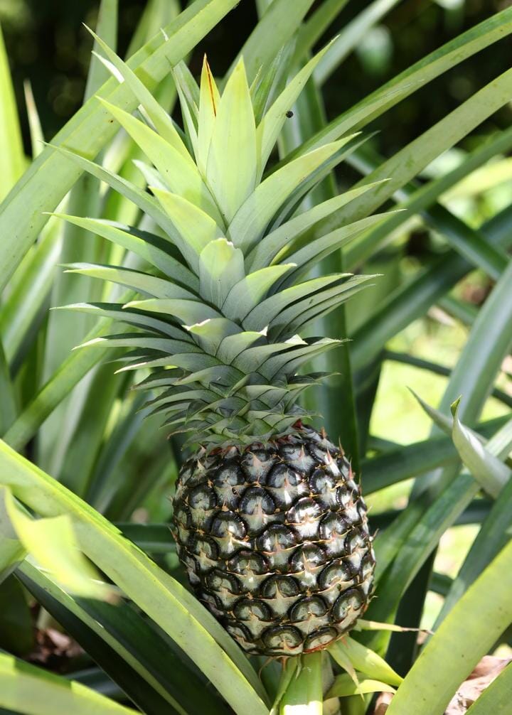 Sugar Loaf Pineapple Plant, Fruit Trees from Everglades Farm