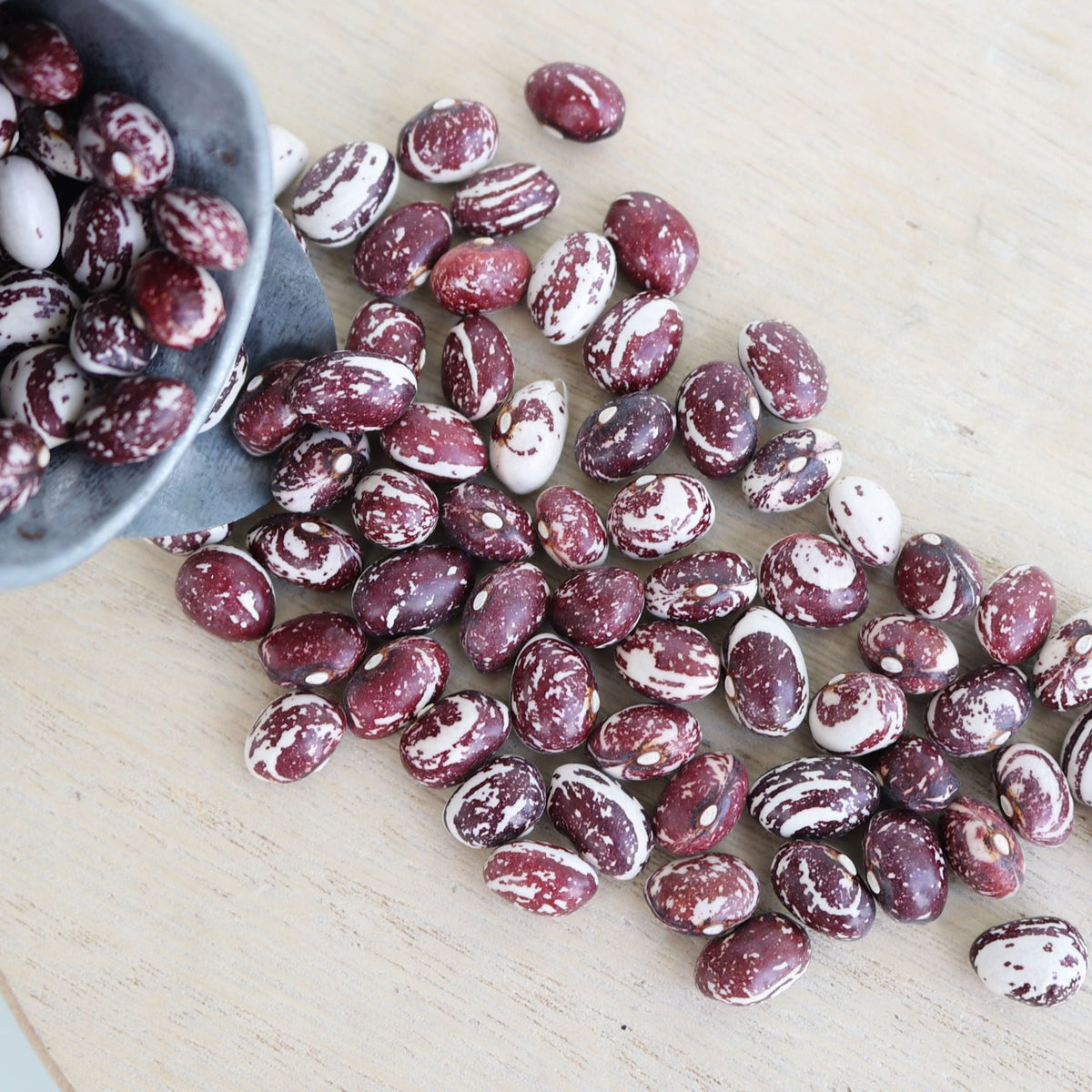 Good Mother Stallard Bean (Pole) by MIgardener
