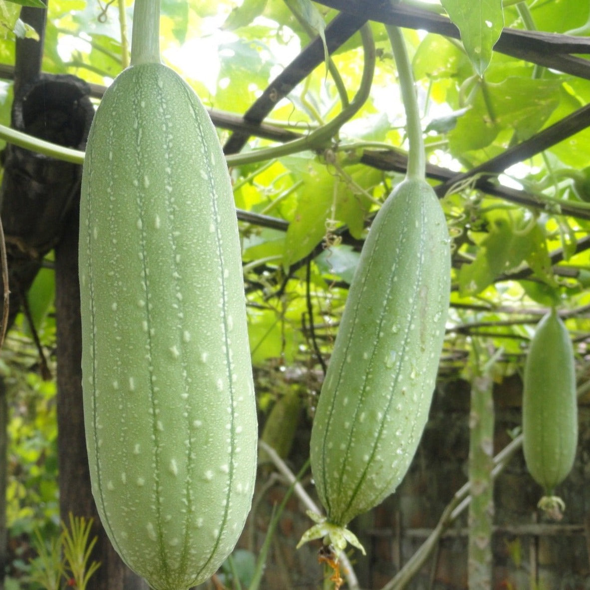 Luffa Gourd by MIgardener