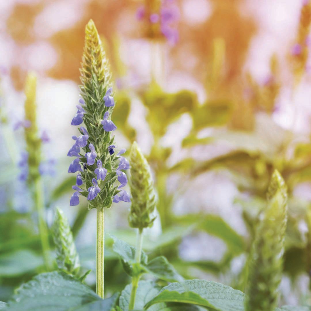 Chia by MIgardener