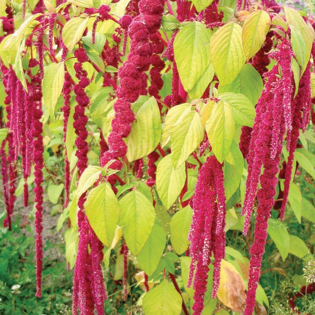 Love Lies Bleeding Amaranth by MIgardener