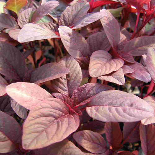 Red Leaf Amaranth by MIgardener