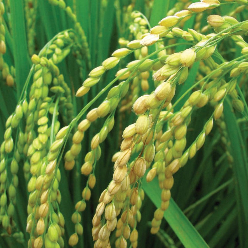 Long Grain Rice by MIgardener