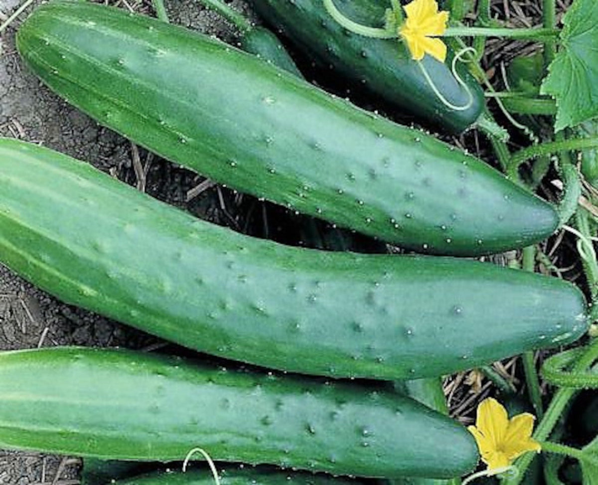 Cucumber, Garden Sweet Burpless Seeds by Papaws Garden Supply