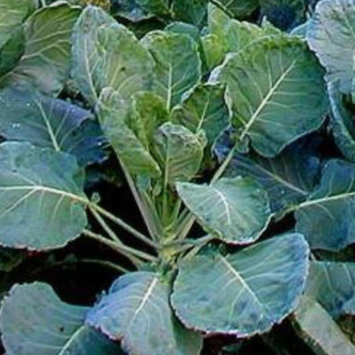 Collard Greens, Georgia Southern Creole Seeds by Papaws Garden Supply