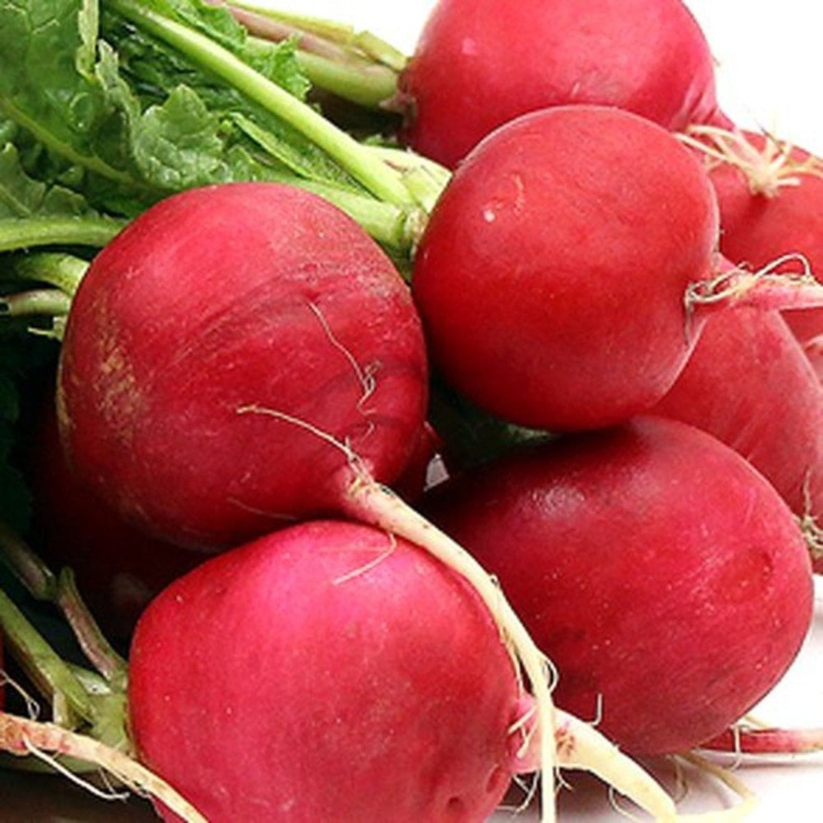 German Giant (Parat) Radish Seeds by Papaws Garden Supply