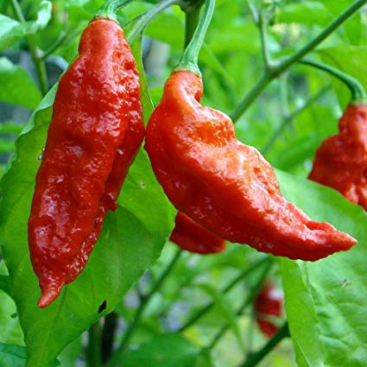 Ghost Extreme Hot Pepper Seeds by Papaws Garden Supply