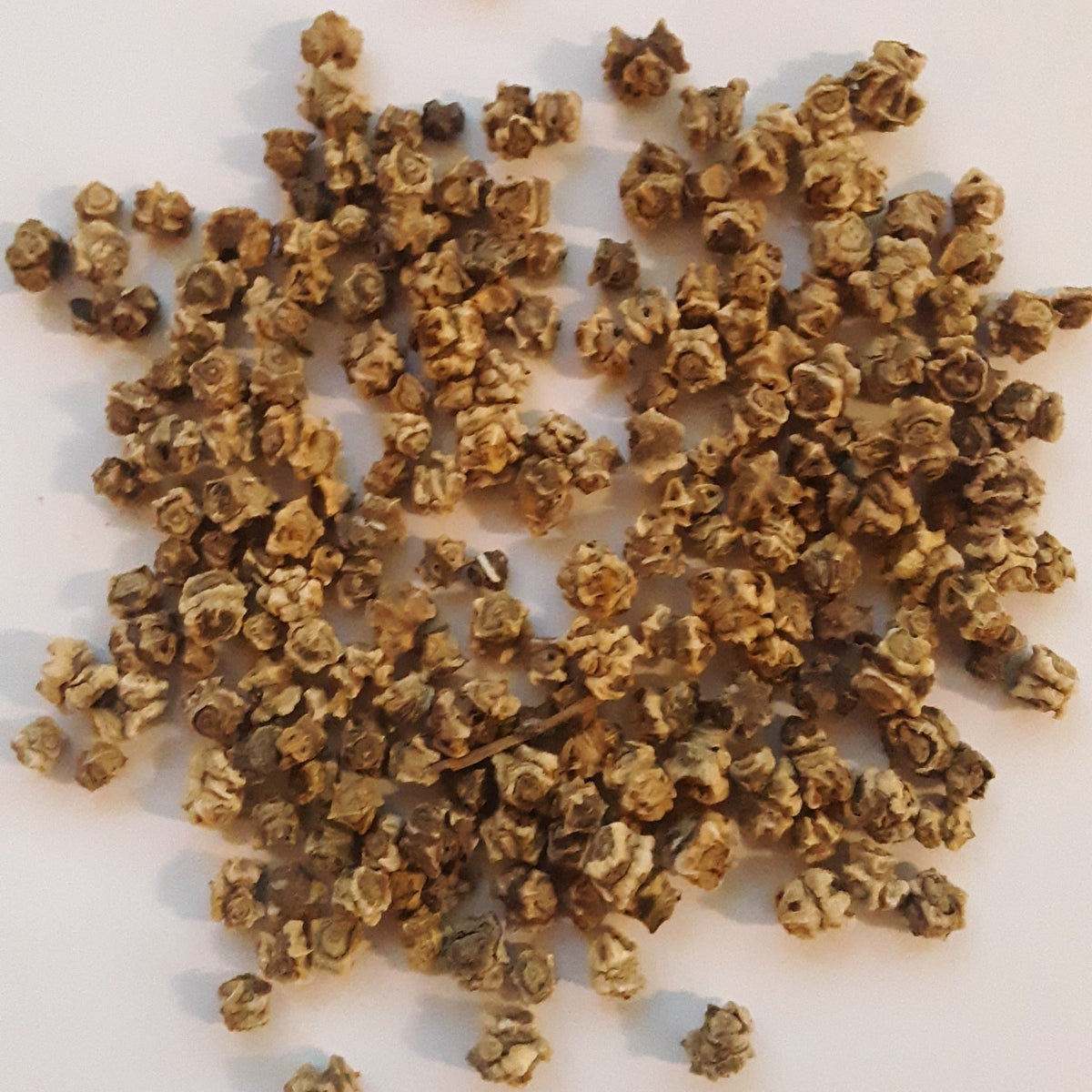 Rhubarb/Ruby Swiss Chard Seeds, image 3 of 6