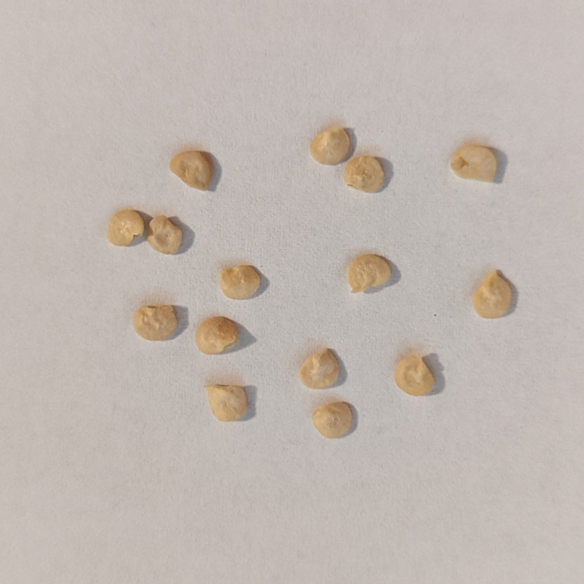 Gigantia Hybrid Jalapeno Hot Pepper Seeds, image 2 of 5