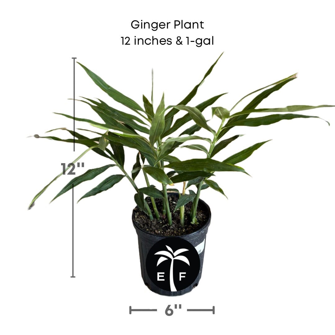 Ginger Plant from Everglades Farm