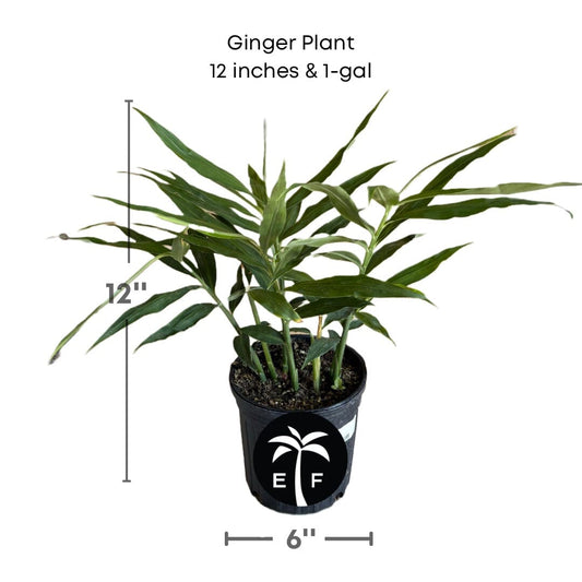 Ginger Plant from Everglades Farm