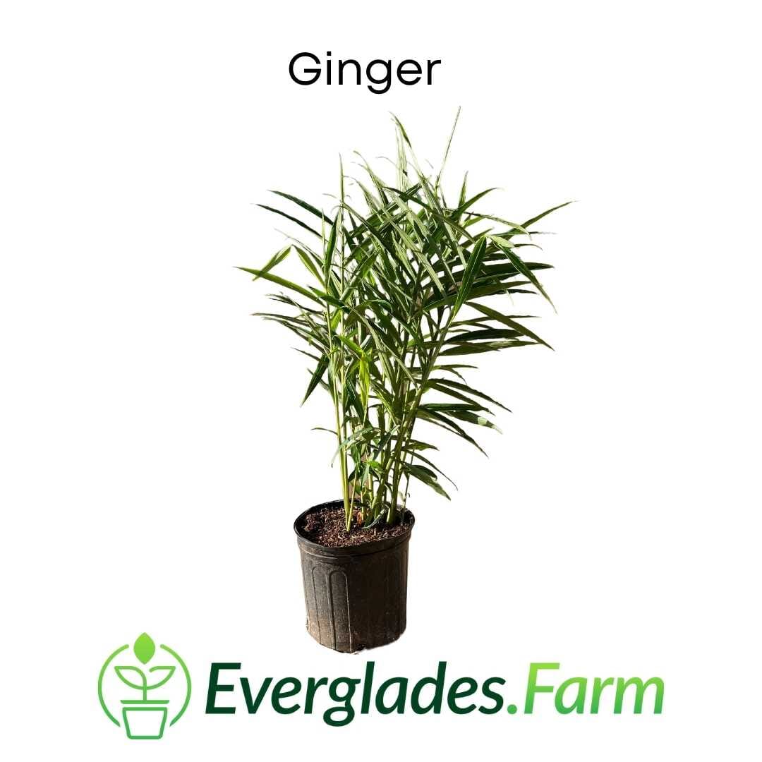 Ginger Plant from Everglades Farm