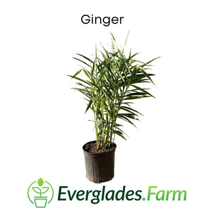 Ginger Plant from Everglades Farm