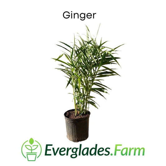 Ginger Plant from Everglades Farm