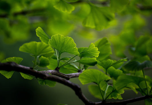 Ginkgo Leaf, Cut, Sifted
