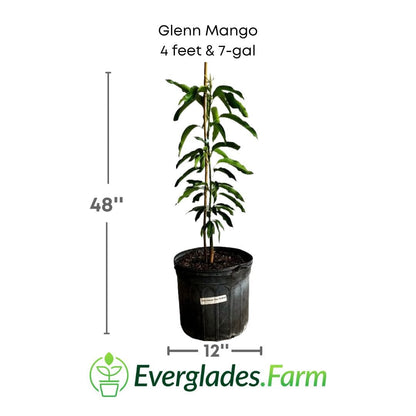 Glenn Mango Tree, Grafted, Fruit Trees from Everglades Farm