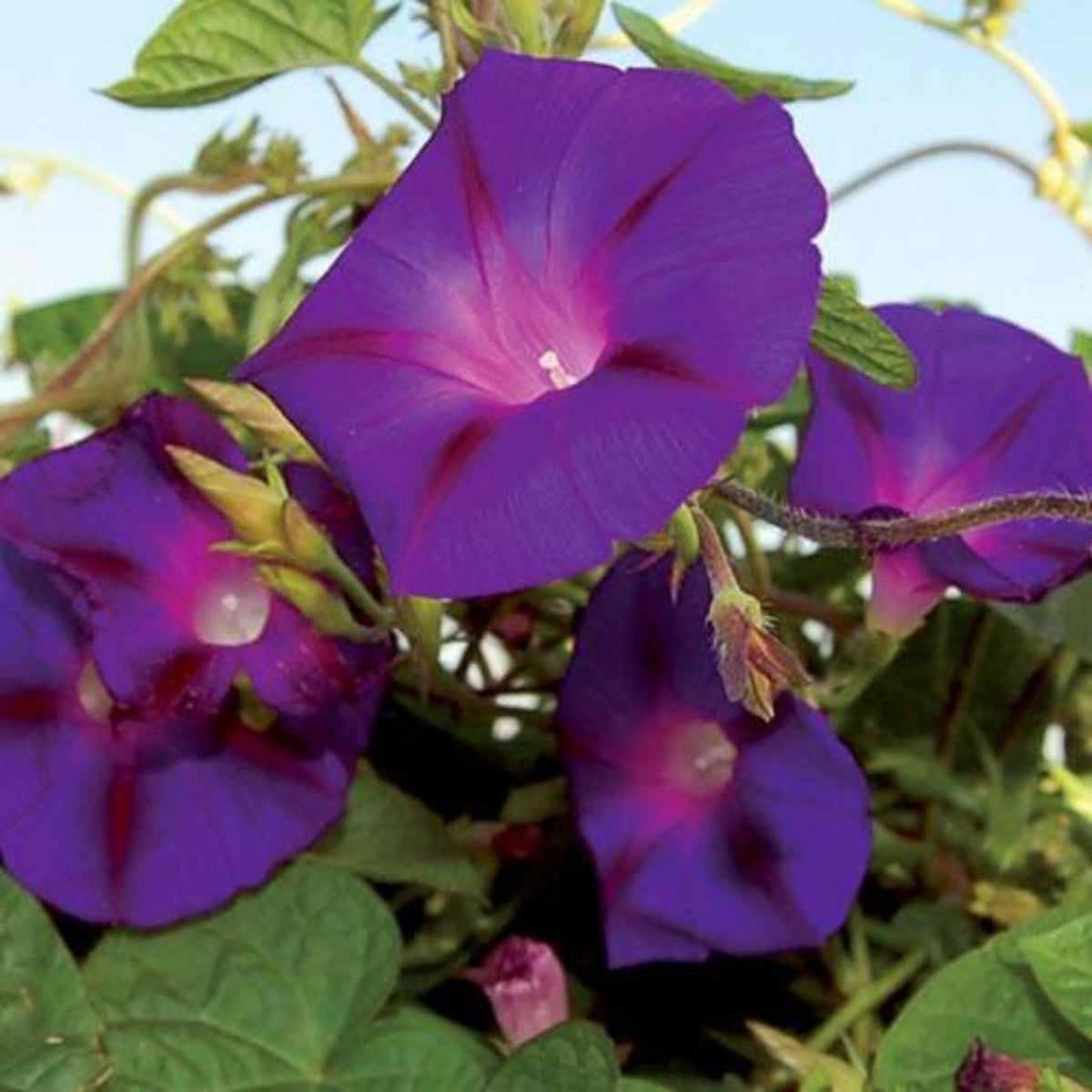 Grandpa Ott Morning Glory Vining Flower Seeds. by Papaws Garden Supply