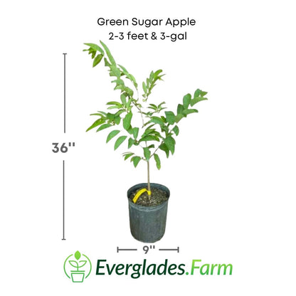Green Sugar Apple, Sweetsop, Annona Tree, Fruit Trees from Everglades Farm