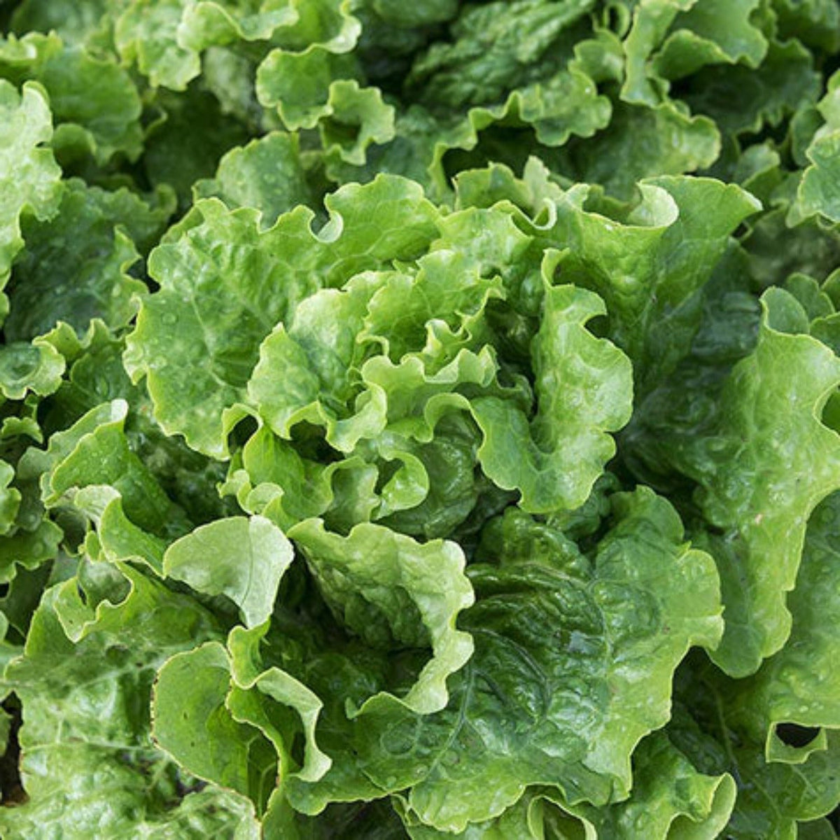 Green Ice Loose Leaf Lettuce Seeds by Papaws Garden Supply