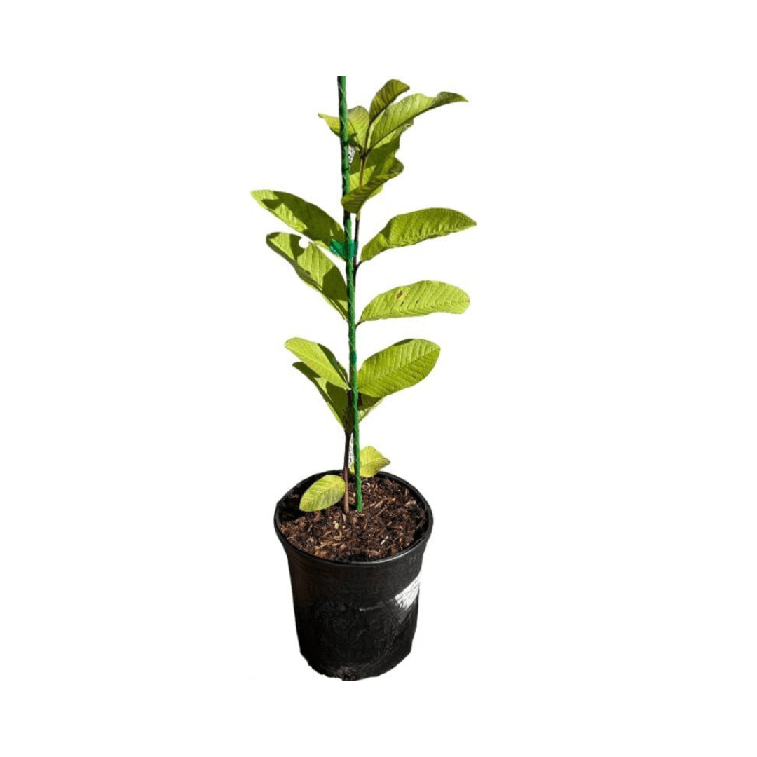 Barbie Pink Guava Tree by Everglades Farm