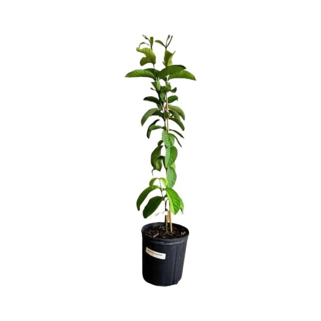 Barbie Pink Guava Tree, image 2 of 4