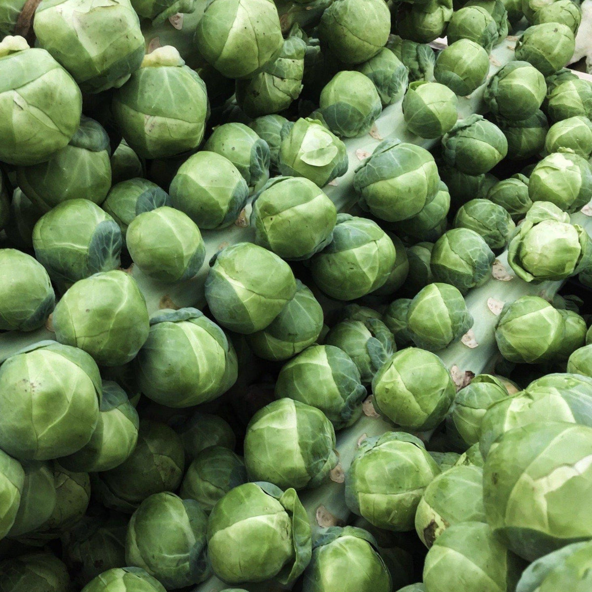 Gustus Hybrid Brussels Sprouts Seeds by Papaws Garden Supply