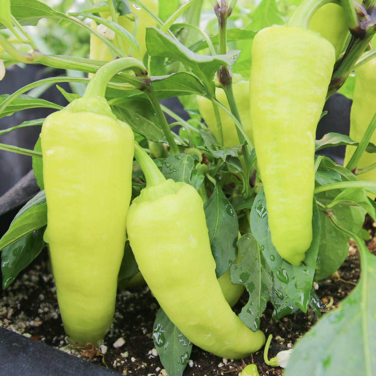 Sweet Banana Pepper by MIgardener