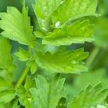 Salad Burnet by MIgardener