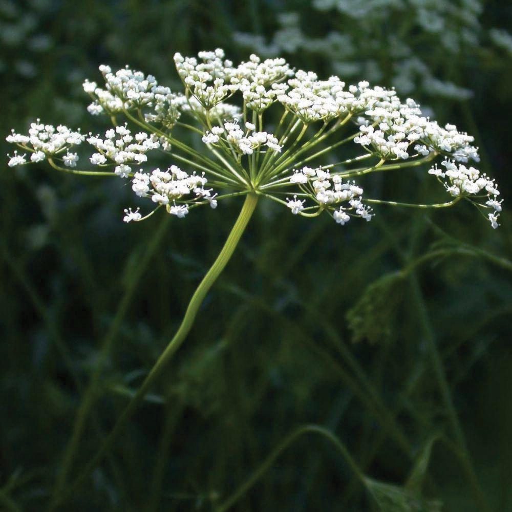 Anise by MIgardener