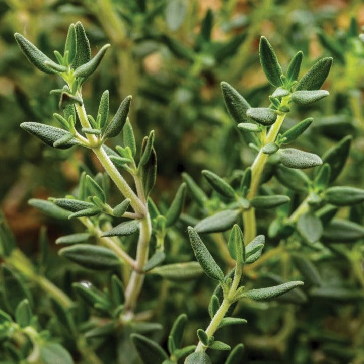 Common English Thyme by MIgardener