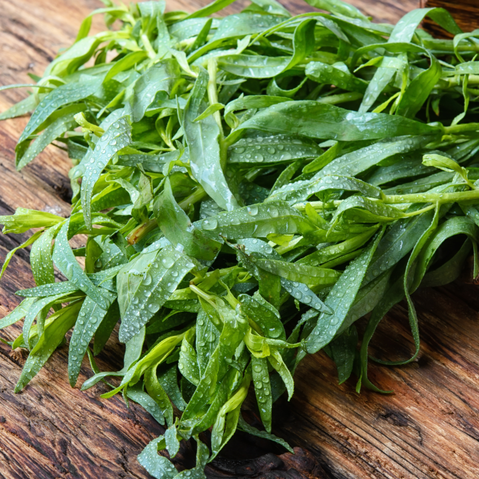 Russian Tarragon by MIgardener