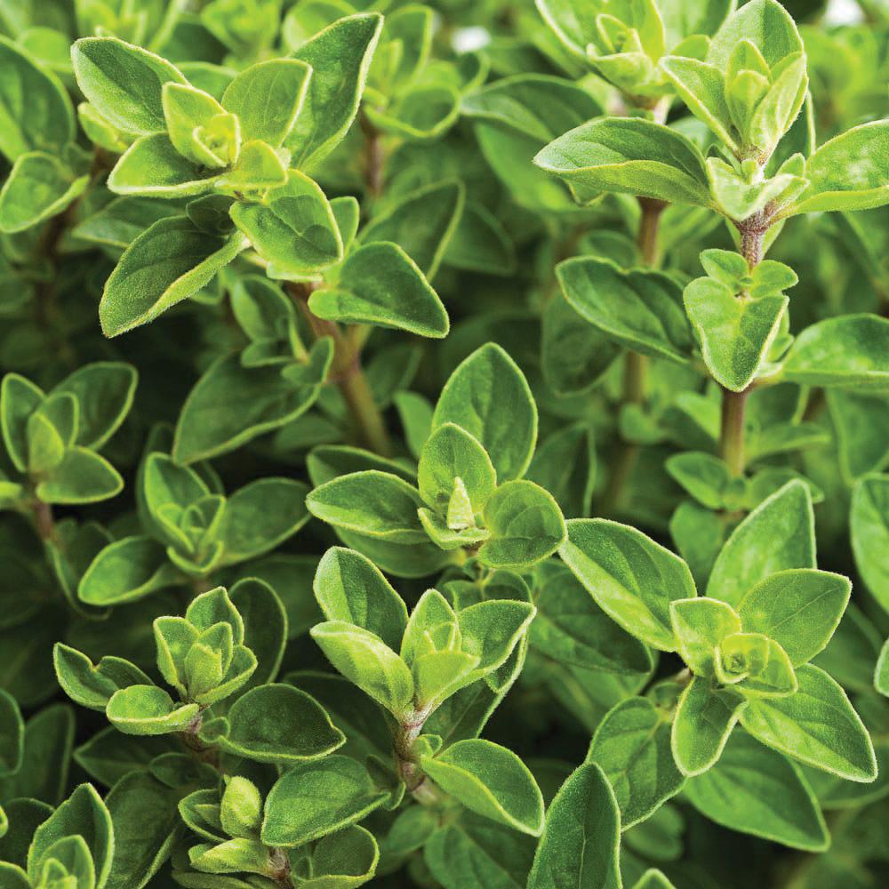 Italian Oregano by MIgardener