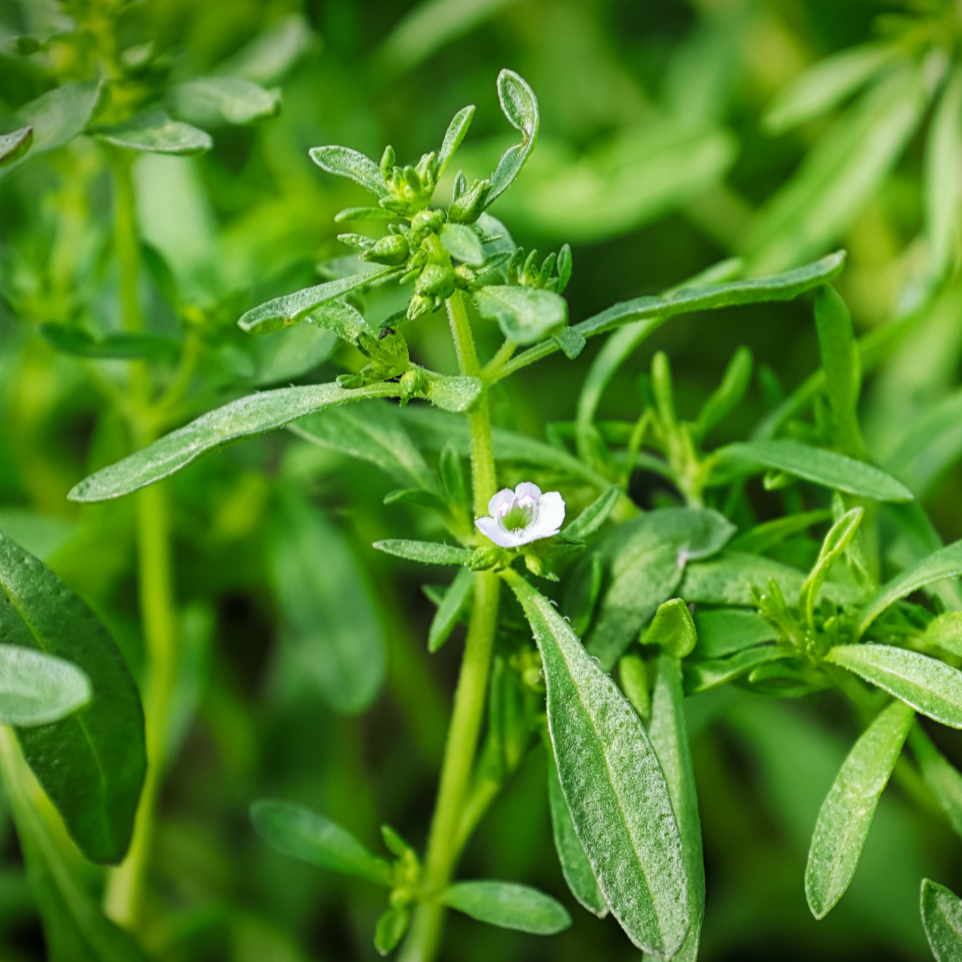 Summer Savory by MIgardener