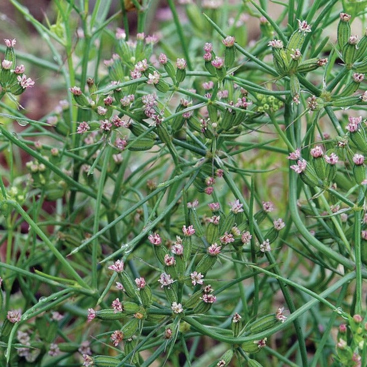 Cumin by MIgardener