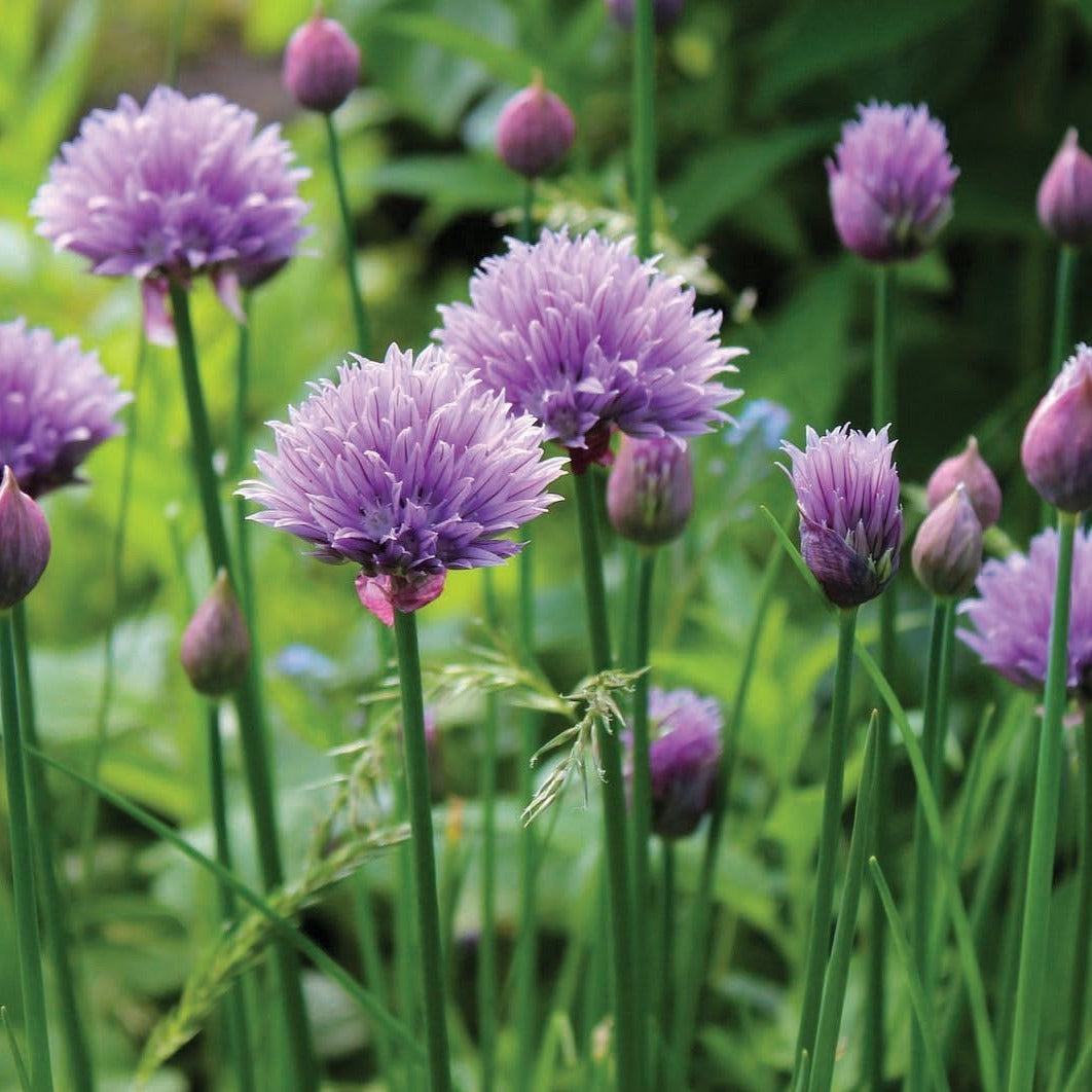 Chives by MIgardener