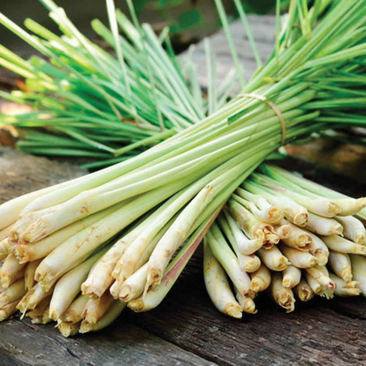 Lemongrass by MIgardener
