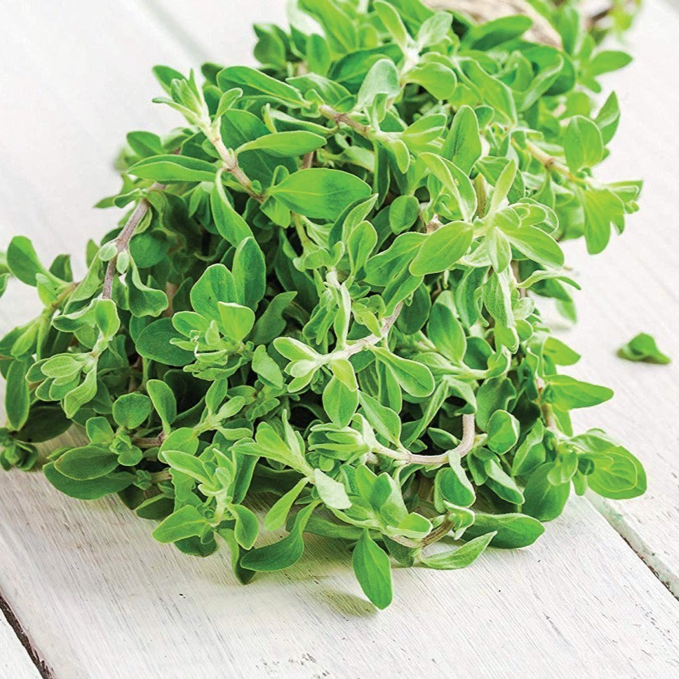 Sweet Marjoram by MIgardener