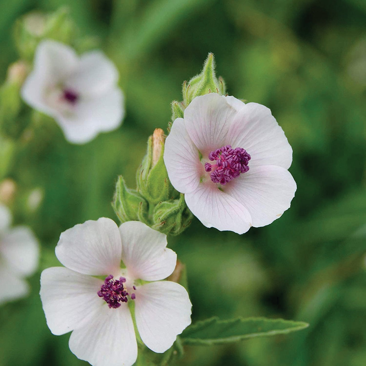 Marshmallow Plant by MIgardener