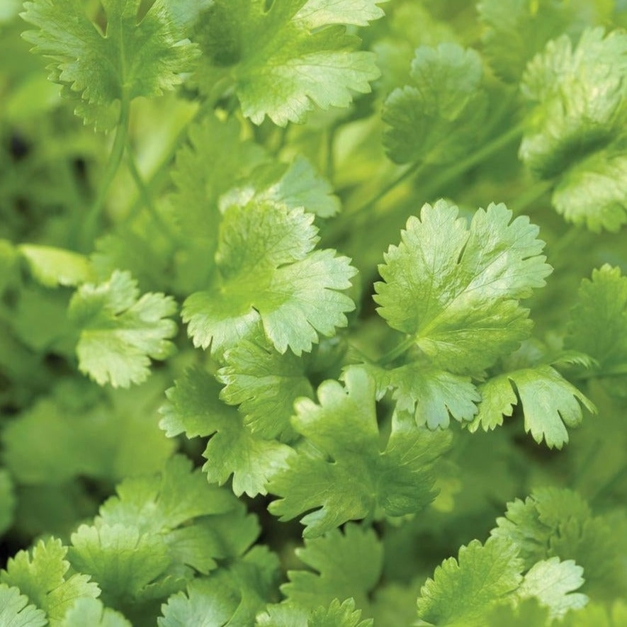 Calypso Cilantro by MIgardener
