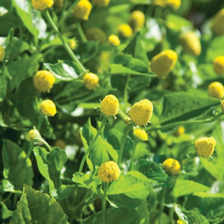 Toothache Plant Spilanthes by MIgardener
