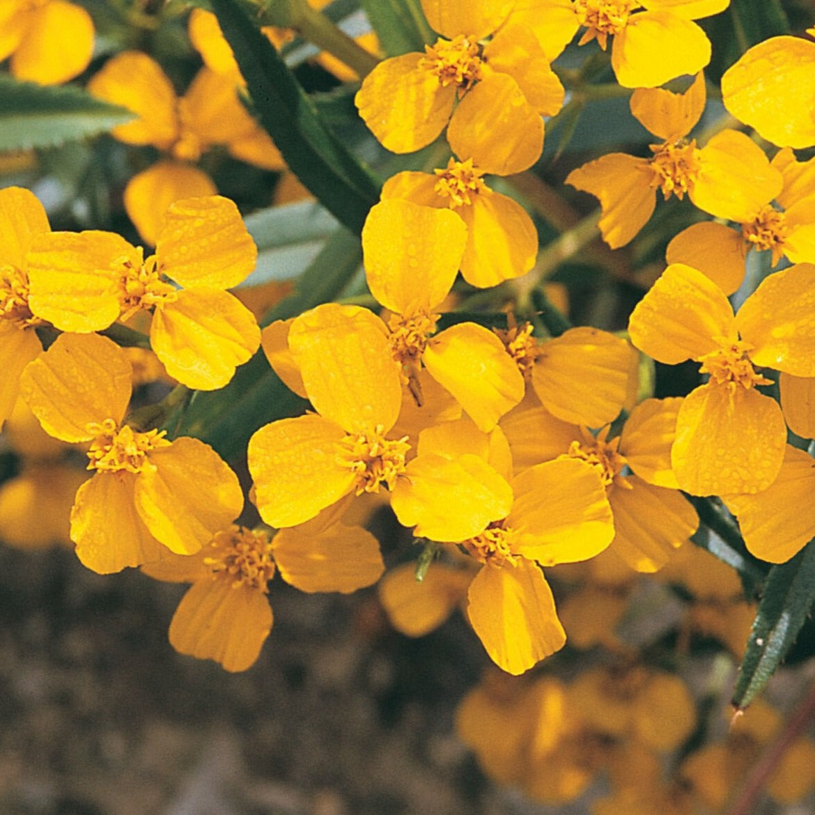 Mexican Mint Marigold by MIgardener