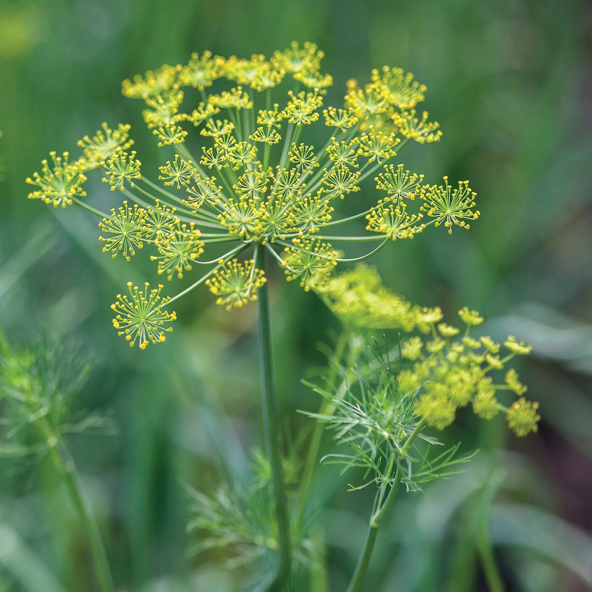 Dukat Dill by MIgardener