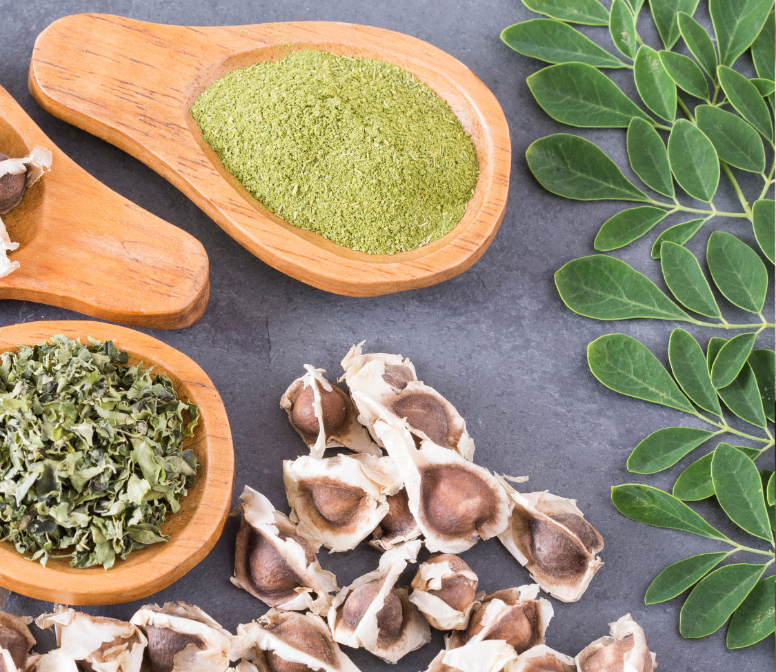 Moringa by MIgardener