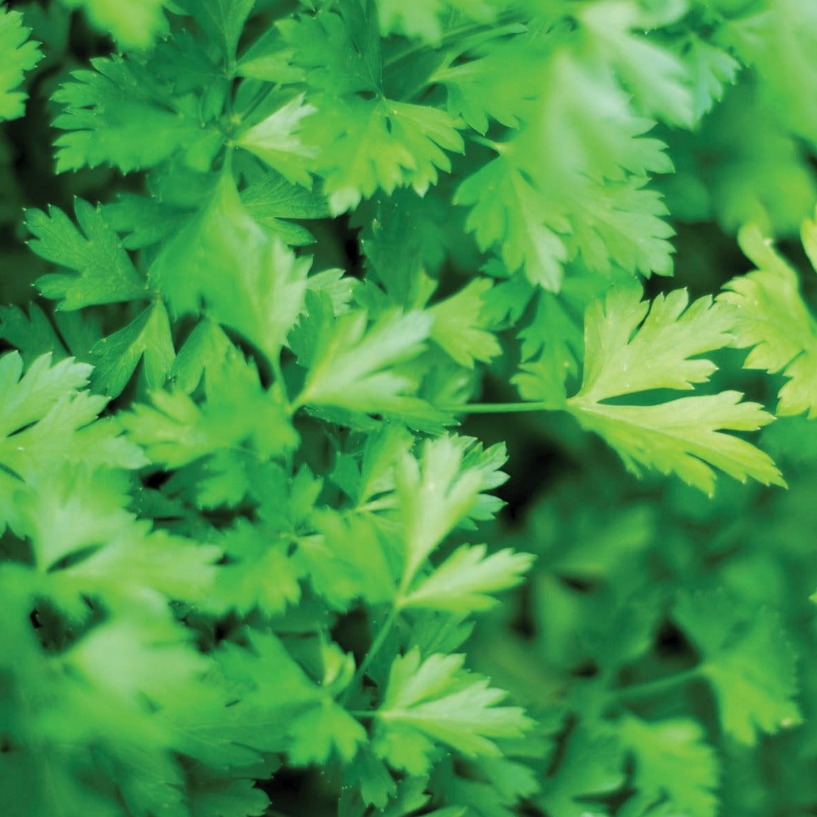 Dark Green Flat Leaf Parsley by MIgardener