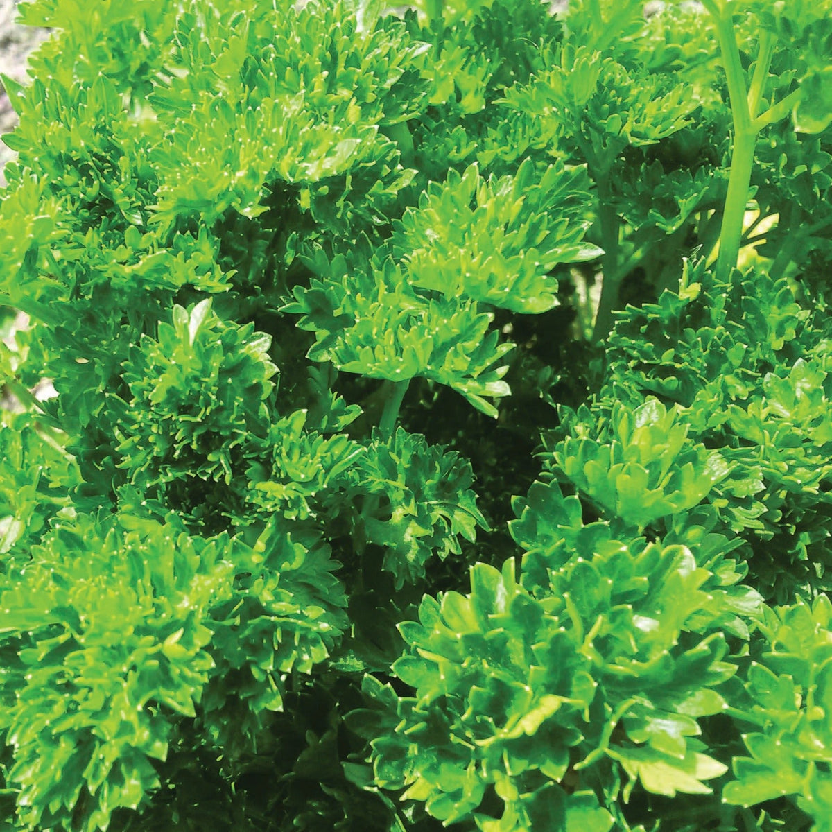 Triple Curled Parsley by MIgardener