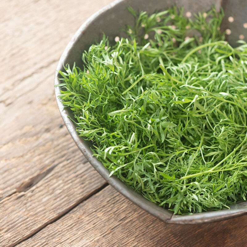 Confetti Cilantro by MIgardener