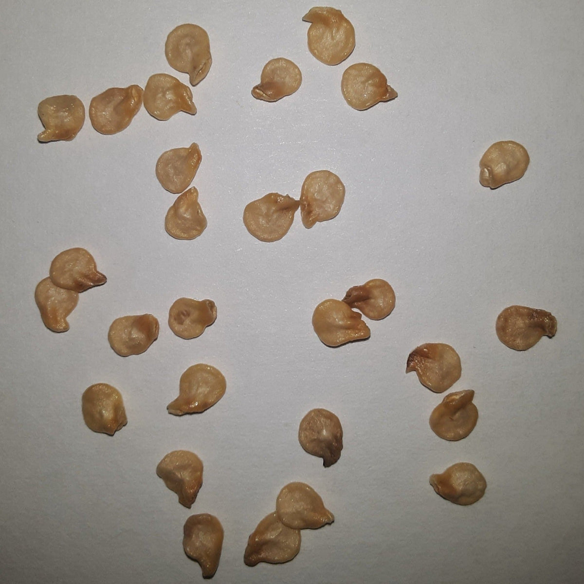 Habanero Red VERY HOT Pepper Seeds, image 2 of 5